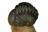 Enrolled Reedops Trilobite With Nice Eyes - Lghaft , Morocco #164625-2